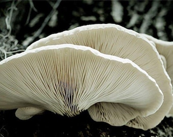 Snow White Oyster | Pleurotus ostreatus | Mushroom Grow Kit- Spray and Grow - 3kg