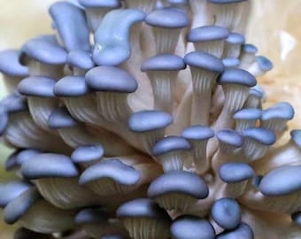 Blue Pearl Oyster | Pleurotus columbinus | Mushroom Grow Kit- Spray and Grow - 3kg