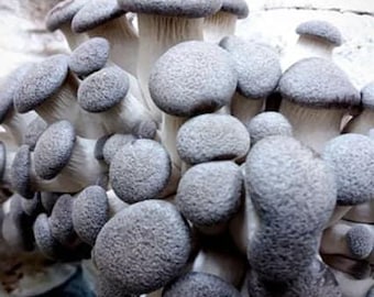 Black King Oyster | Pleurotus ostreatus- hybrid | Mushroom Grow Kit- Spray and Grow - 3kg