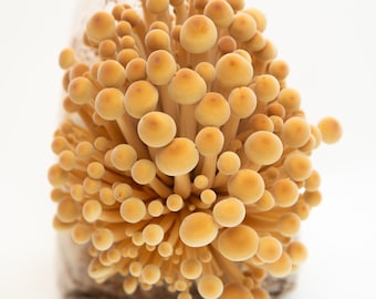 Enoki doré 20 ml