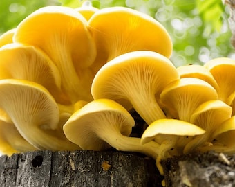 Yellow Oyster | Pleurotus citrinopileatus | Mushroom Grow Kit- Spray and Grow - 3kg
