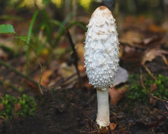 Shaggy Mane 20ml