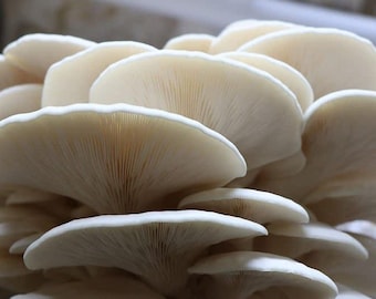 Warm White Oyster | Pleurotus ostreatus | Mushroom Grow Kit- Spray and Grow - 3kg