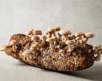 Shiitake à la paille 20 ml