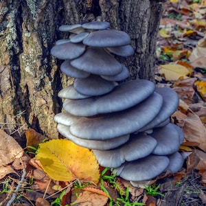 May include: A clump of grey oyster mushrooms growing on a tree trunk. The mushrooms have a layered, fan-like shape. Brown and yellow fallen leaves are scattered around the base of the tree, creating a natural, autumnal scene.