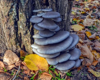 Blue Shimeji | Pleurotus ostreatus | Mushroom Grow Kit- Spray and Grow - 3kg