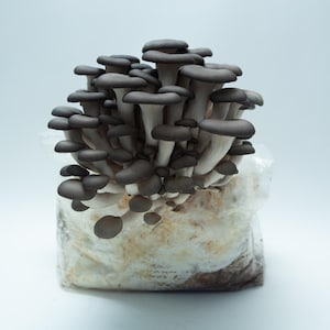 May include: A cluster of dark grey oyster mushrooms growing from a rectangular, translucent plastic bag filled with white mycelium substrate. The mushrooms feature smooth, rounded caps and pale stems, densely packed together in a vertical formation.