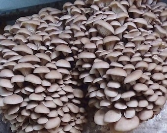 Princess of Pearl Oyster | Pleurotus ostreatus | Mushroom Grow Kit- Spray and Grow - 3kg