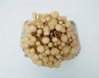 Maitake 20 ml