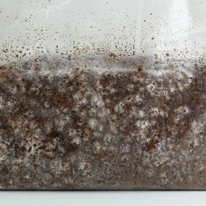 May include: A clear plastic bag filled with a brown and white mixture. The mixture appears to be a substrate for growing mushrooms.