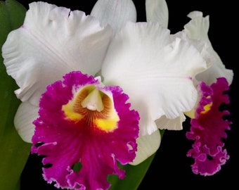 Cattleya