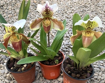 Venus slipper orchid