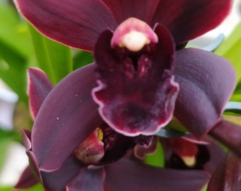 Cymbidium CALI NIGHT