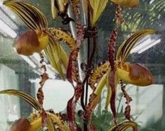 Paphiopedilum Bel Royal x Shin-Yi Sanders