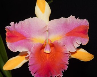 Cattleya