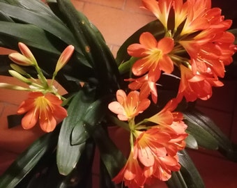 CLIVIA MINIATA