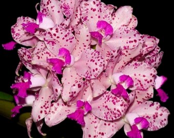 Cattleya Amethystoglossa