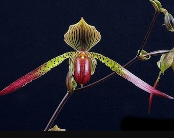 Paphiopedilum Julius x rothschildianum