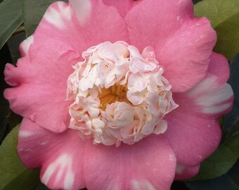 Camellia