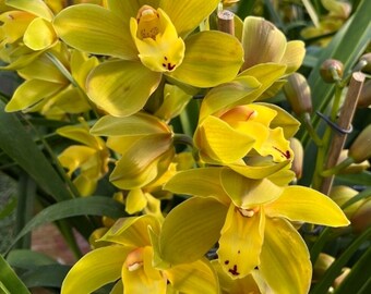 Cymbidium hybrid