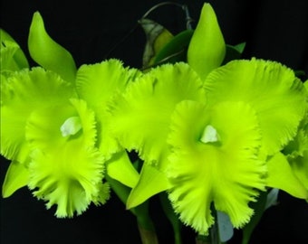 Cattleya