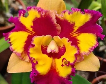 Cattleya