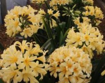 CLIVIA MINIATA CITRINA