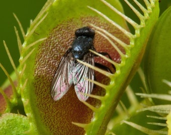 Plante carnivore Dionea muscipula