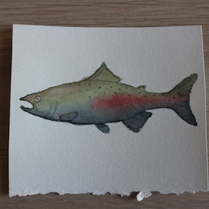 Lachs Aquarell