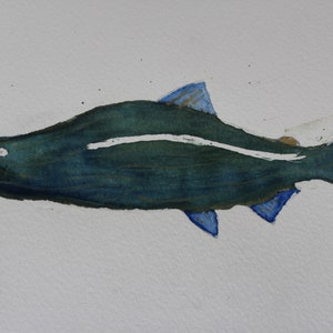 Sockeye Salmon