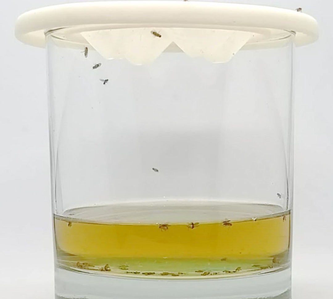 Fly Funnel Fruit Fly Trap Etsy