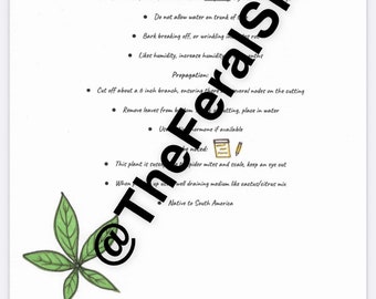 The Ultimate Guide to Money Tree Care: Cultivate Wealth and Prosperity ...
