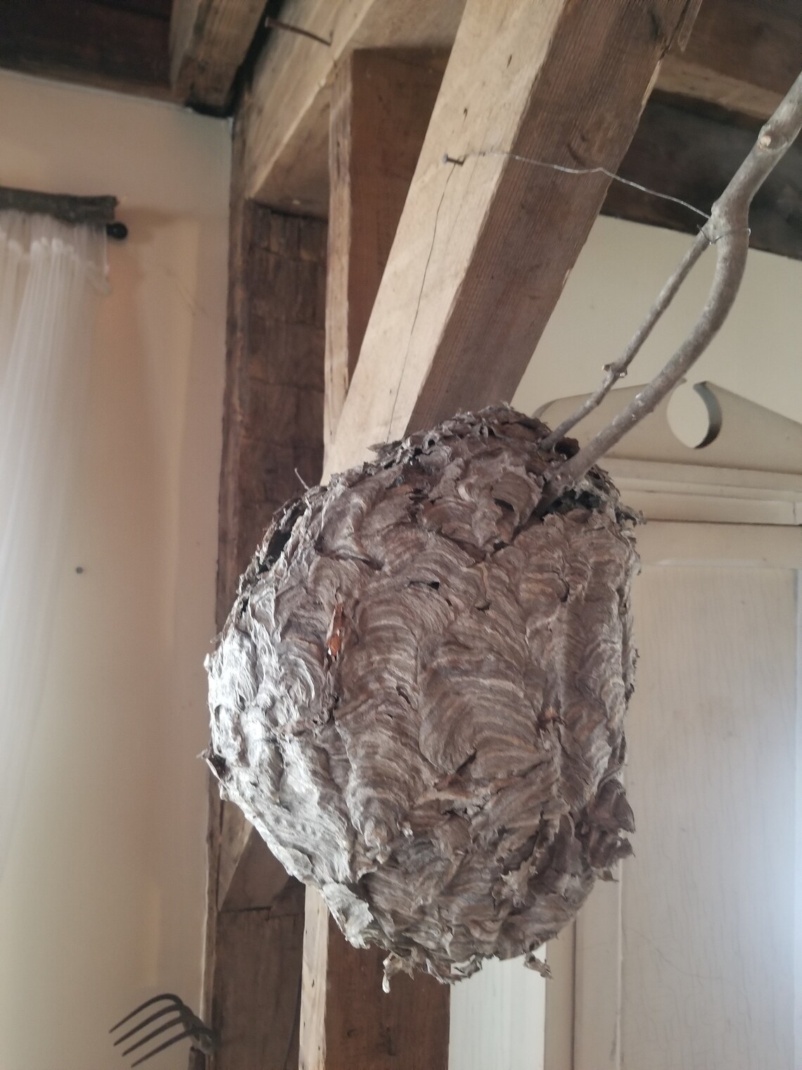 Large Real Paper Wasp Nest in Branch 14 x 10 Etsy