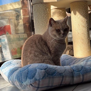 Square Cat Bed – Cute Pet Bed for Cats & Small Animals, Machine Washable, Cozy Flannel Bed, Soft Puppy Bed, Kitten Nest