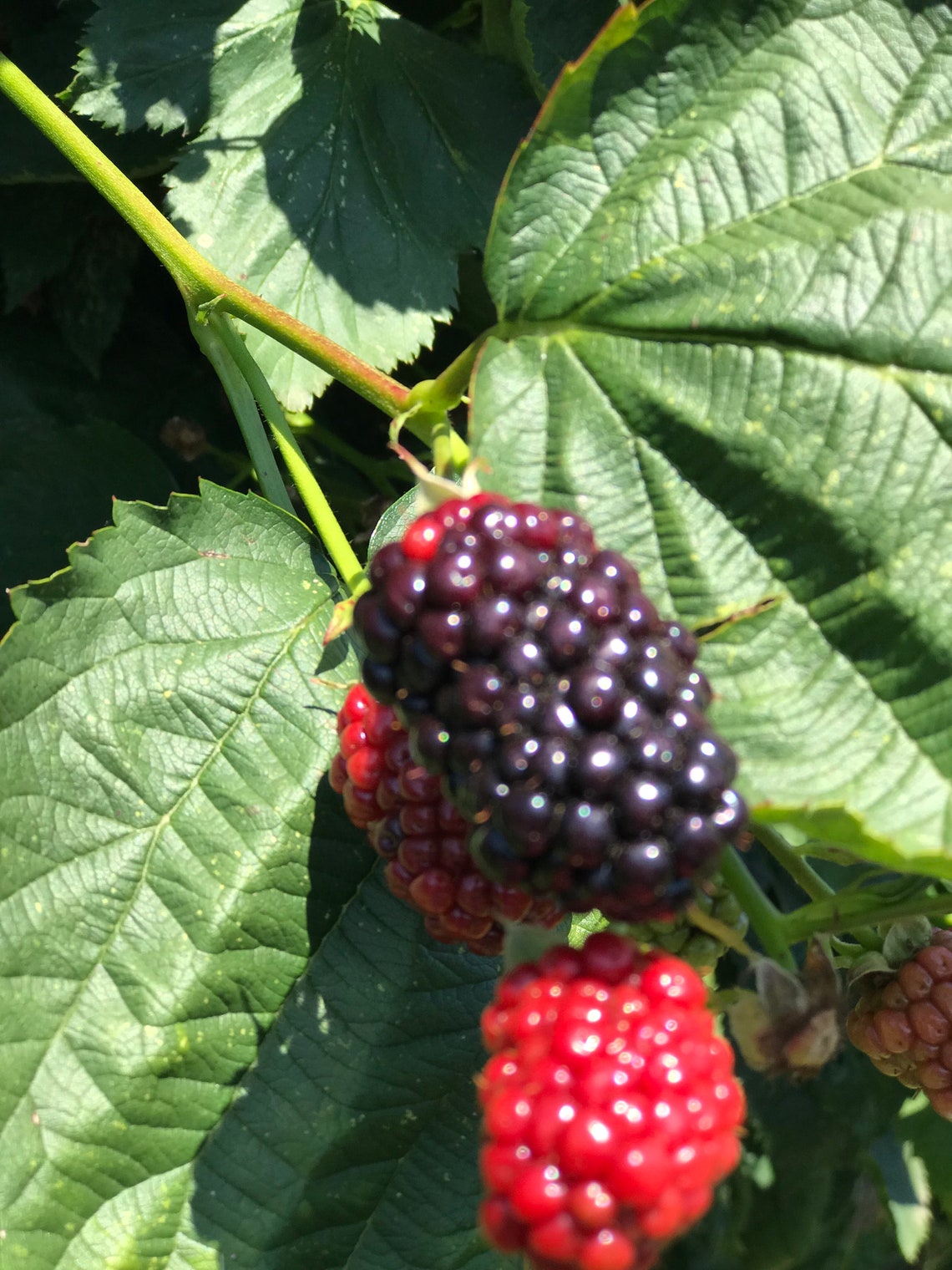 Oregon Blackberry Habanero Jam Etsy