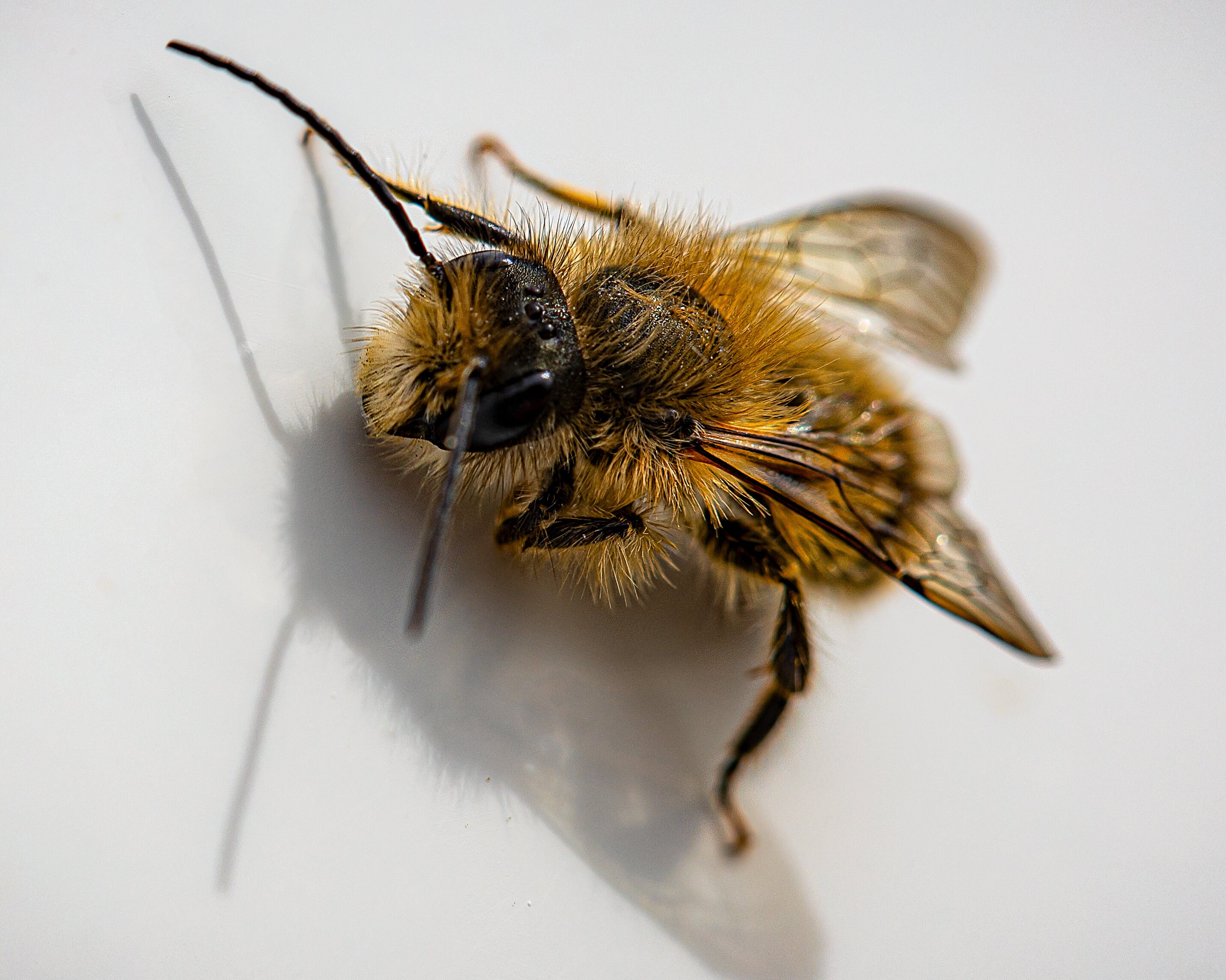 Fine Art Honey Bee | Etsy