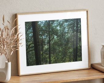 May include: A framed photograph of a forest scene with tall trees and lush green foliage. The frame is made of wood and has a light brown finish. The photograph is displayed on a wooden shelf with other decorative items.
