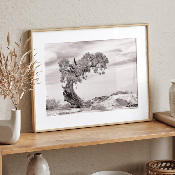 Bristlecone Pine Tree Print, Black and White Photography, Dead Horse Point State Park, Western Deserts, Wall Art Prints, Utah Photography