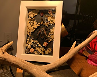 HandCrafted ShadowBox, Real Insects