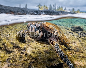 Hawaiian Green Sea Turtle Metal Print
