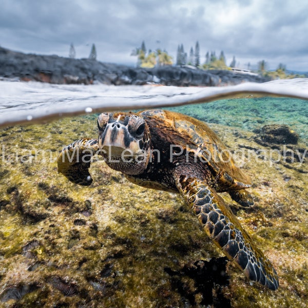 Hawaiian Green Sea Turtle Metal Print