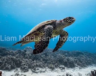 Hawksbill Sea Turtle Metal Print