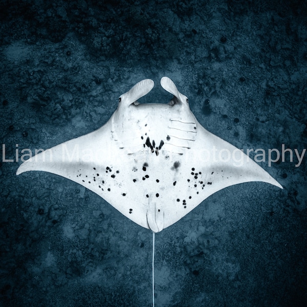 Hawaiian Manta Ray Metal Print