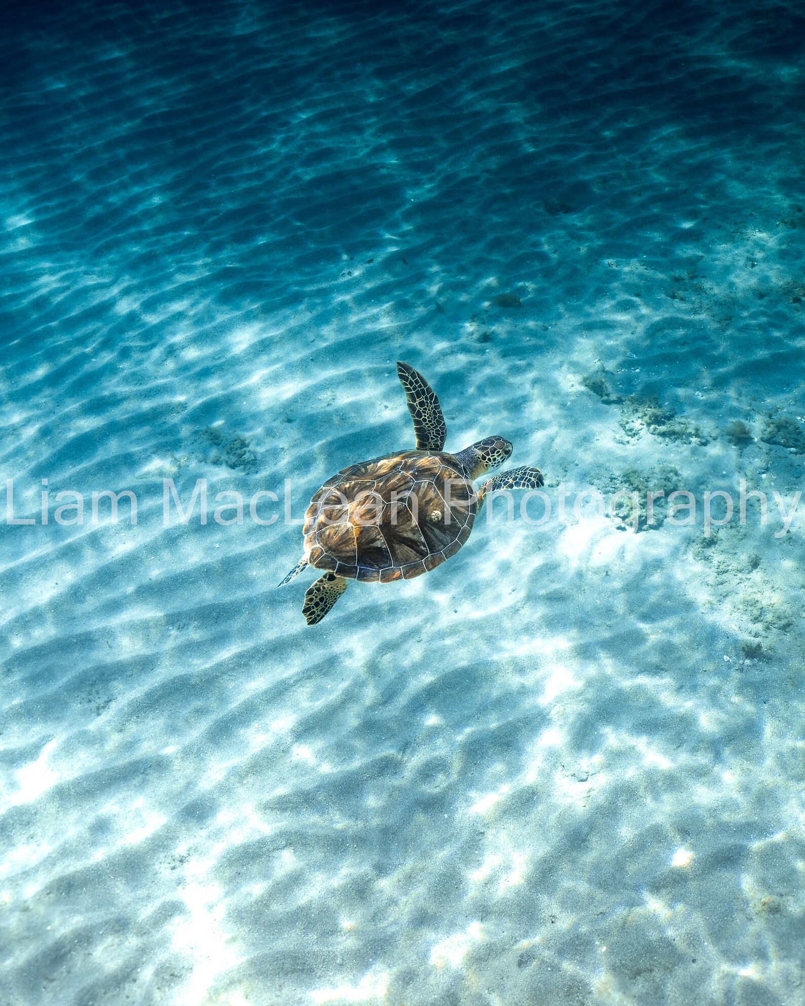 Turtle Ripples Green Sea Turtle Over Ripples in the Sand Metal Print - Etsy