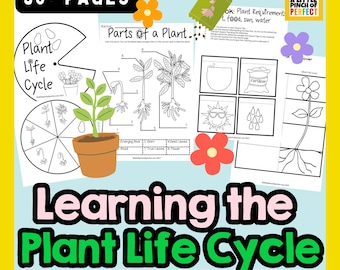 Afdrukbaar pakket levenscyclus van planten en fotosynthese | Wetenschapsactiviteiten voor kinderen | Kleuterschool | Kleuterschool |  Thuisonderwijs | Kinderactiviteit