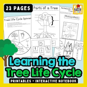 Tree Life Cycle Printable Pack | Science Activities for Kids | Preschool | Kindergarten |  Homeschool | Kids Activity | Interactive Notebook