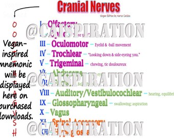 Cranial Nerves Etsy