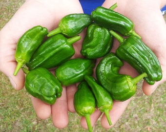 Spanish Pepper Plant Etsy