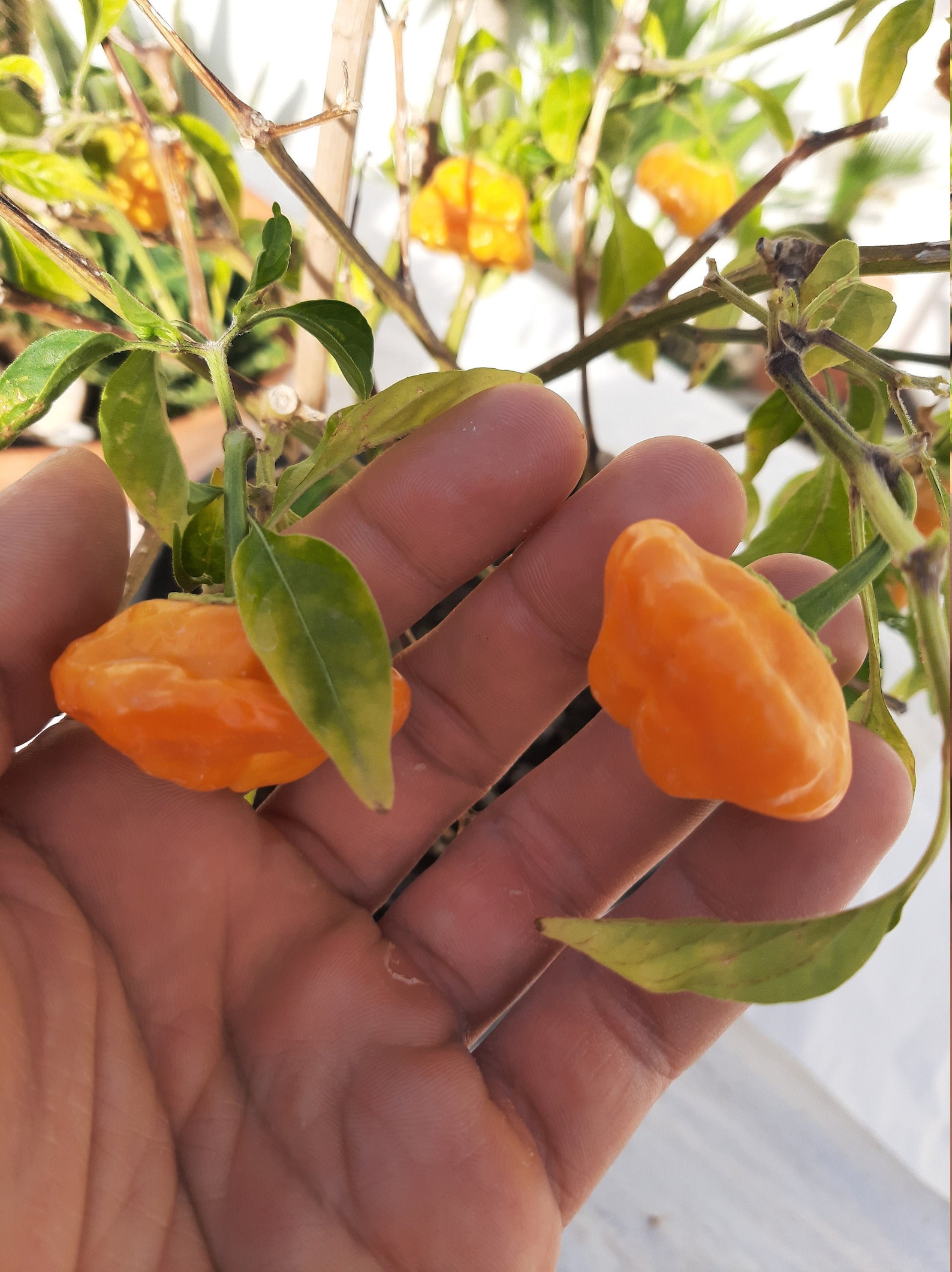 Jamaican mushroom yellow seeds Chili Hot Pepper seeds 20 Etsy