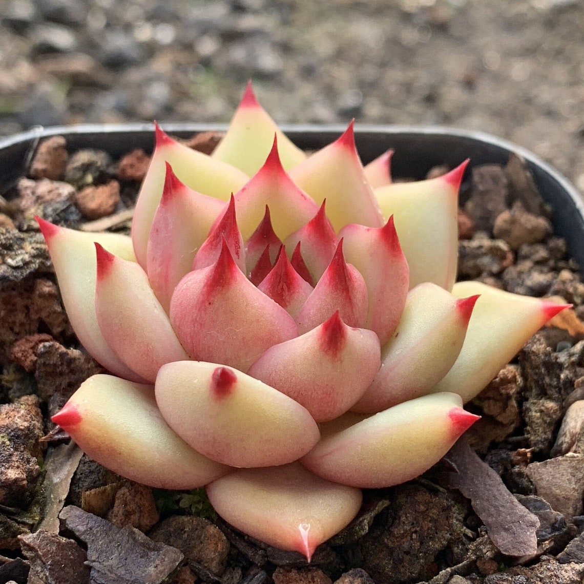 5CM Rare Succulent Live Plants Echeveria agavoides sirius Home Etsy